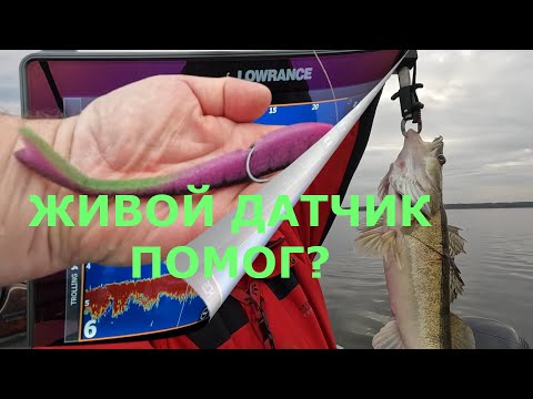 Видео: Рыбалка с Паноптикс от Лоуранс , Lowrance Active target 2. Panoptix  Active target 2