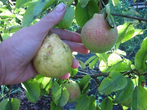 Видео: ГРУША БЕРЕ БОСК І КИРГИЗСЬКА НА НОЯБРСЬКІЙ