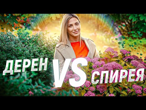 Видео: Кустарники ДЕРЕН и СПИРЕЯ. УХОД и ПОСАДКА. все ЗА и ПРОТИВ