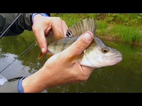 Видео: Megabass Dog X Jr Coayu 71 уокер ловля окуня
