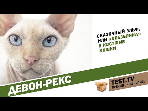 Видео: TEST.TV:  Девон-рекс кошка похожая на Йоду.