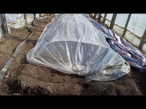 Видео: брокил үрслүүлэх арга.