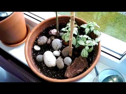 Видео: Мои комнатные цветы ч. 2