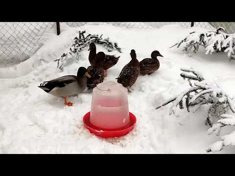 Видео: Быт и зимовка подсадных уток в Сибири