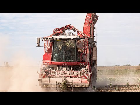 Видео: Уборка сахарной свеклы / 2X GRIMME Rexor 620 /