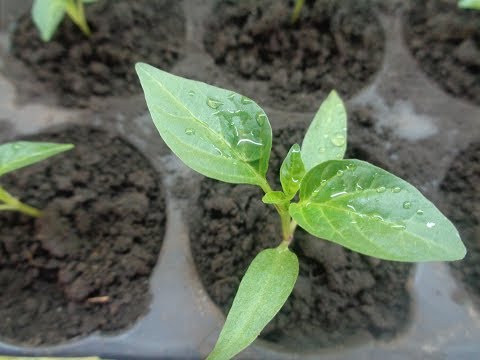 Видео: ПИКИРОВКА ПЕРЦА ПРОШЛА УСПЕШНО! ЧТО ДАЛЬШЕ? Ольга Чернова.