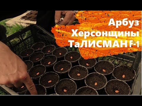 Видео: Высадка Семян арбуза Талисман F-1. Новый сезон 2019
