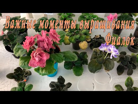 Видео: Фиалки. Важные моменты выращивания