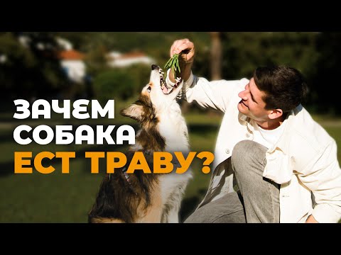 Видео: Собака ест траву 🐕 Вредная привычка или полезный ритуал