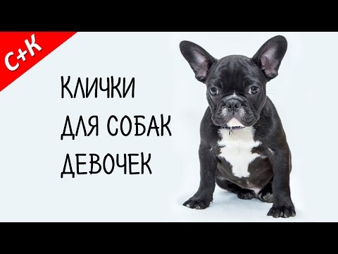 Видео: Клички, имена для собак девочек. Как назвать собаку.