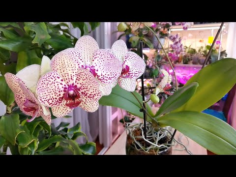Видео: Таскаем орхидеи из горшка в горшок. Пропадающие корни. ВЫ НЕ БУДЕТЕ ТЕРЯТЬ ОРХИДЕИ.