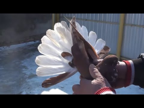 Видео: Брендові голуби