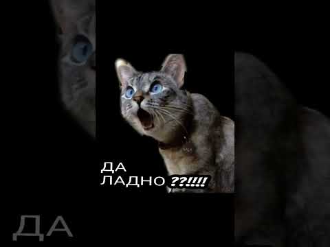Видео: Шоб, Я так ЖИЛ ??!!!
