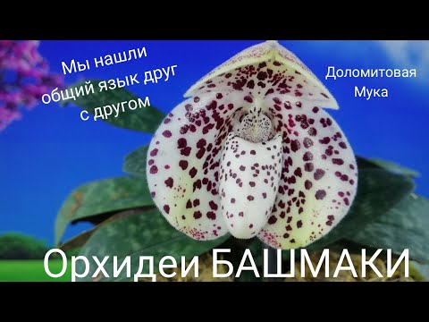 Видео: Ура мы любим друг друга с ПАФИОПЕДИЛУМАМИ Paphiopedilum bellatulum. Доломитовая мука идет на пользу