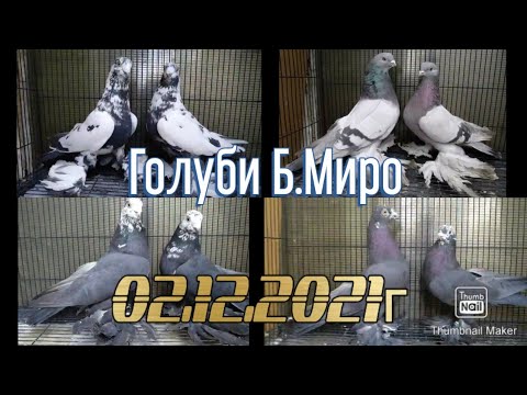 Видео: Игровые  Голуби  Миро Бишкек Кыргызстан 02.12.2021г #tauben #pigeons