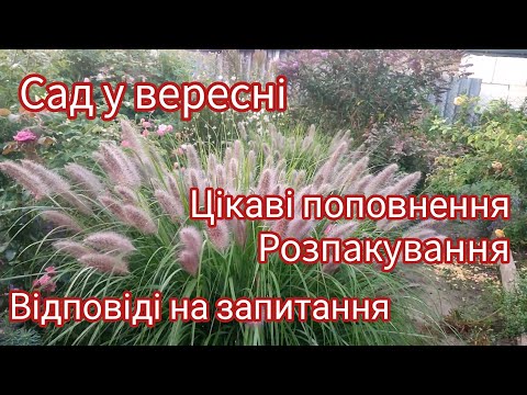 Видео: Сад у вересні🌾🌹🌿ЦІКАВІ РОСЛИНИ - поповнення саду🌱Відповіді на запитання🤨