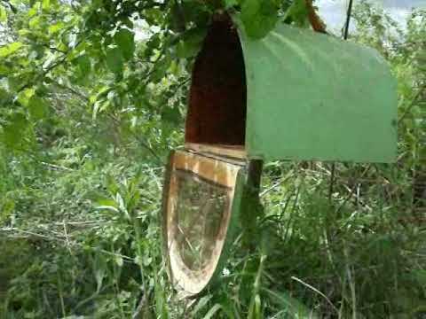 Видео: Рои выходят по утрам.