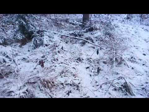 Видео: Охота на зайца.Снова погоня за трофеем.