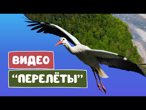 Видео: Анимация перелёта в Canva | Креативные видеопереходы с анимацией