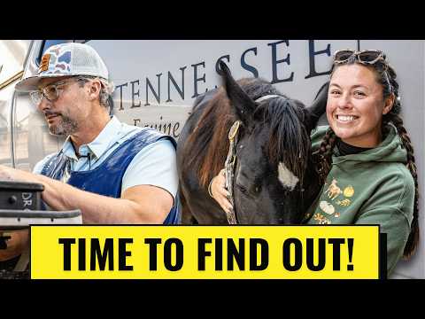 Видео: В порядке ли мои годовалые лошади? | Осмотр ветеринара