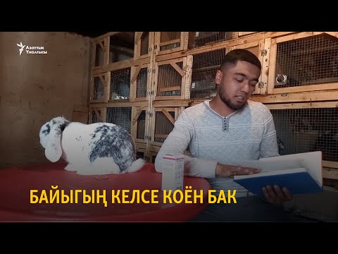 Видео: Байыгың келсе коён бак
