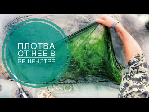 Видео: ПЛОТВА ОТ НЕЁ В БЕШЕНСТВЕ. 
#плотва #РЫБАЛКА #супернаживка