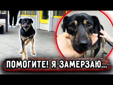 Видео: Ричи замерзал на остановке, когда мы подошли к нему ближе, то оказалось, что ему СРОЧНО нужна помощь