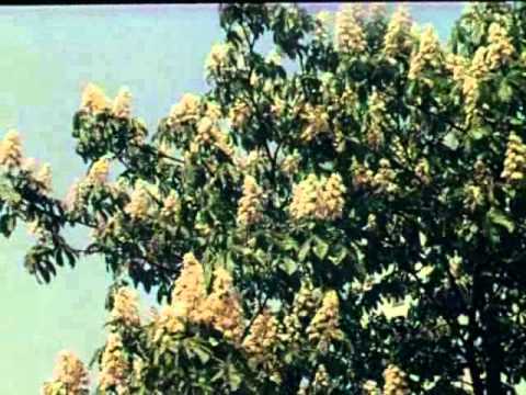 Видео: Москва ждет Олимпиаду-80.СССР.1979