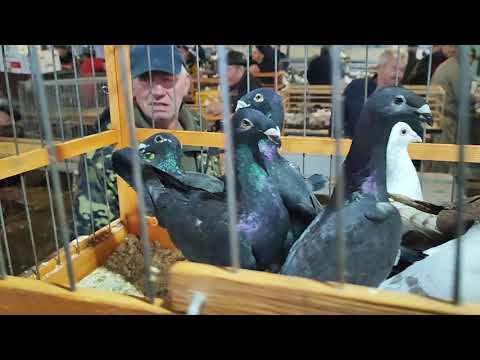 Видео: 2.11.2025г ст.Бронницы ч.3