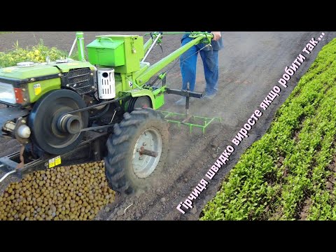 Видео: Как сеять горчицу на сидерат!