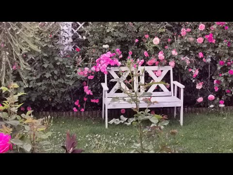 Видео: Розовый сад в самые короткие ночи. Ранние плетистые розы