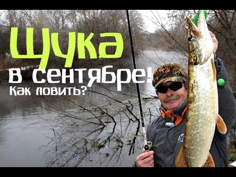Видео: Как и на что ловить щуку в сентябре?