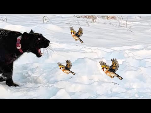 Видео: Луна пантера и маленькие птички 🐦 🐦 🐦