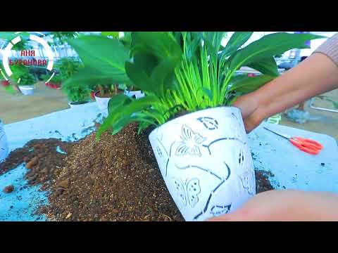 Видео: Аёл бахти гулимизни кучирамиз