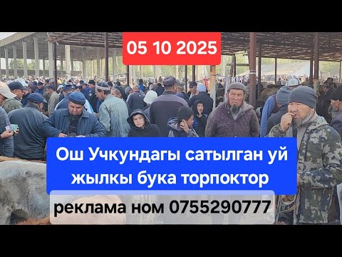Видео: ОШ УЧКУН МАЛ БАЗАР 5 Октябрь 2025 жыл Сатылган уй жылкы бука торпоктор #базар #видео #рекомендации 