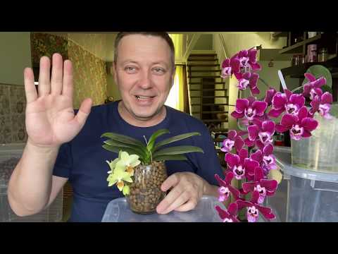 Видео: пересадка орхидеи в керамзит ЗАКРЫТАЯ СИСТЕМА