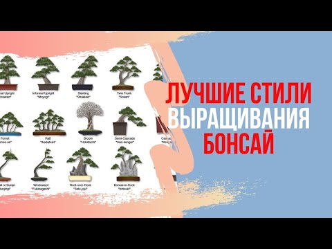 Видео: Основные стили Бонсай. Выращивание бонсай в домашних условиях. Какой стиль бонсай выбрать новичку?
