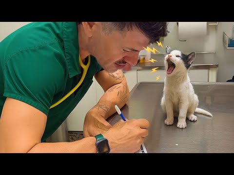 Видео: Кошки, которые прерывают собственные осмотры у ветеринара 🤣 Самые смешные реакции кошек!