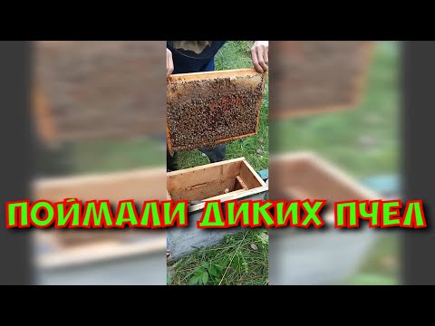 Видео: Охота за мёдом. Пересаживаем пчел с ловушки вместе с сотами и медом