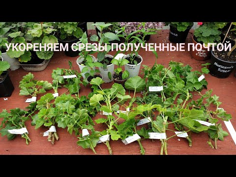 Видео: Срезы пеларгонии почтой. Укоренение осенью.