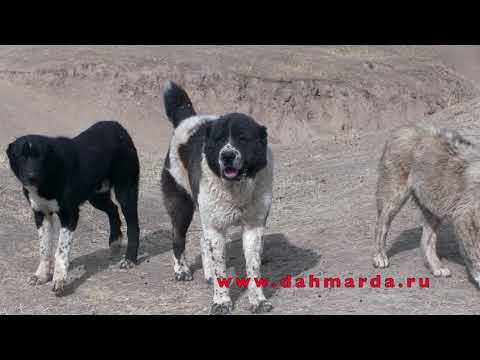 Видео: Аборигенные САО Таджикистана-саги дахмарда. Что такое типичные и нетипичные?