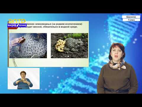 Видео: 7-класс | Биология  | Класс земноводные. Класс рептилии