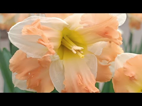 Видео: Цветение нарциссов и... Прогулка по мартовскому саду. Часть 1. Приглашаю!