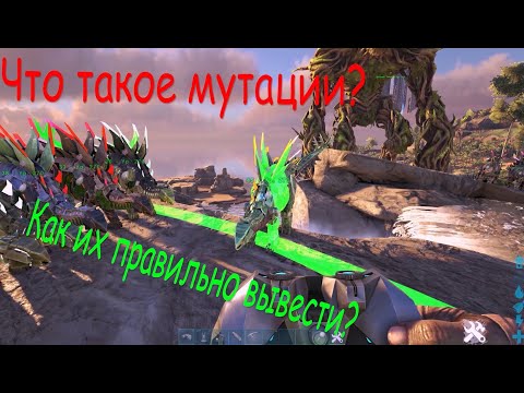 Видео: Как вывести топ дино?