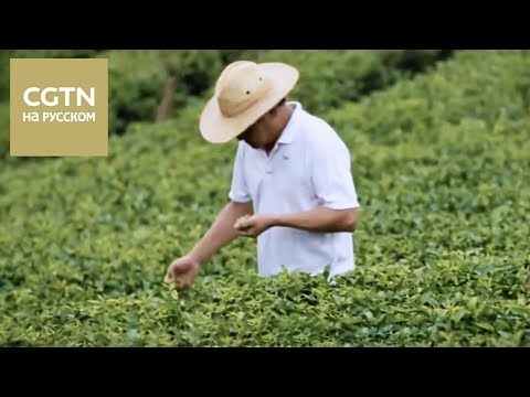 Видео: Чай - история одного листа Серия 4  [Age 0+]