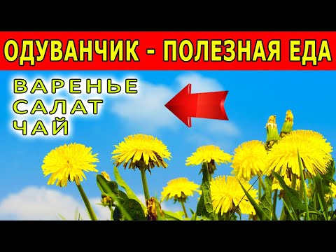 Видео: Одуванчик польза и вред, как употреблять. Варенье из одуванчиков, рецепты.