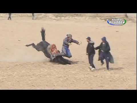 Видео: Дахшатли кўпкари,Тошқўрғон-14 қишлоғида