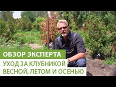Видео: Как правильно ухаживать за клубникой весной, летом и осенью
