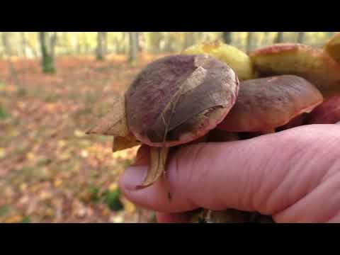 Видео: Спасаем Грибы 🌲 Что происходит , когда вы достойны СЧАСТЬЯ ?