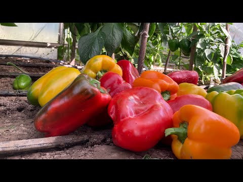 Видео: Палки не выдерживают тяжести ПЕРЦЕВ